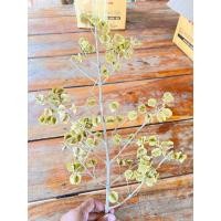 ราคา ลูกไม้แห้ง กิ่งไม้แห้ง (22462862134)