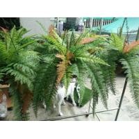 ราคา กระเช้าใบเฟิร์นเทียม พร้อมกระถางแขวน (209133498)