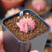 ราคา Gymnocalycium LB2178 hybrid Variagata ยิมโนแอลบีไฮบริดด่างไม้เมล็ด สีชมพูพีช (8859728400)
