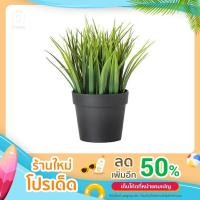 ราคา ต้นไม้ปลอม เฟคก้า ikea (17240379568)