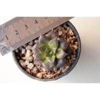 ราคา กุหลาบหิน Echeveria Purpusorum (1859628266)