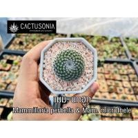 ราคา แมม นกฮูก Mammillaria perbella & Mammillaria microthele กระบองเพชร แคคตัส Cactus (13011016838)