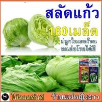 ราคา 160 เมล็ด ผักกาดแก้ว สลัดแก้ว สลัดปลี พันธ์ุ ปลูกง่าย ต้นใหญ่ รสชาติดี โตเร็ว ซอง ดั้งเดิม สลัด ผักสวนครัว ผักโขม ขาว (7141633889)