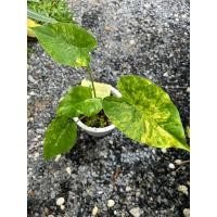 ราคา บอนด่าง “บอนหูช้างด่างเหลือง” ไม้หน่อต้นใหญ่ (22052698992)