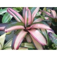 ราคา ขายหน่อหรือต้นลูก #สับปะรดสี #Bromeliads #ไม้ประดับ #ไม้มงคล (11317630848)