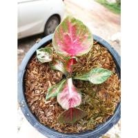 ราคา บอนกาบ/ลูกผสม จอมทัพ&ม่วงมงคล/ไทยแท้ (13338448154)