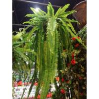 ราคา กระเช้าเฟิร์นสไบนางใหญ่ ต้นไม้เทียมเกรดเอ (587411262)