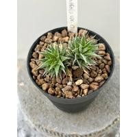 ราคา deuterocohina brevifola var. chlorantha สับปะรดจิ๋ว (23585211964)