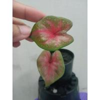 ราคา บอนสีพระพันวษาบอนตับขุนช้างขุนแผน (12556266041)