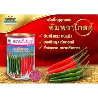 ราคา พริกขี้หนูลูกผสม ขายง่าย ตลาดต้องการ#พริกขี้หนูอัมพวาโกลด์ #อัมพวาโกลด์ (25914310662)