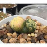 ราคา แคคตัส แอสโตรไฟตัม แอสทีเรียส แฝดด่าง (6054268361)