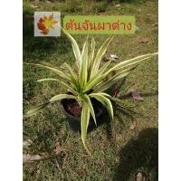 ราคา ต้นจันผา​ด่าง​ หรือ​ จันทร์​ผาด่าง​ ไม้หายยาก​ ไม้ราคา​แพง​ จันผา​ด่าง​ (11070708672)