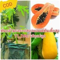 ราคา ใส่ถุง​ปลูก​สูง​11_19​ซ.ต้นละ14บาทชุด5ต้น45บาท ต้นกล้า​มะละกอ​ฮอลแลนด์​ต้นเตี้ย ออแกนิค​ ปลอดสารพิษ​ (8242918994)