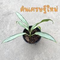 ราคา ต้นเศรษฐีใหม่ ต้นอโกลนีมา ไม้มงคล กระถาง3นิ้ว (ส่งพร้อมกระถาง) (16187671441)