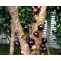 ราคา ต้นองุ่นบราซิล เสียบกิ่ง (10512615426)