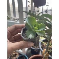 ราคา ต้นเศรษฐีพันล้าน กระถาง 8 เหลี่ยม (8428073356)