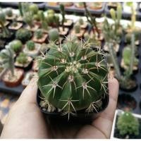 ราคา Melo cactus เมโลแคคตัส กระบองเพชร (2577135009)