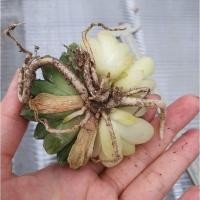 ราคา Obtusa Haworthia ไม้อวบน้ำด่างฟอร์มกอ (9249046563)