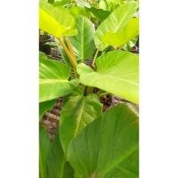 ราคา ต้นเศรษฐีรวยทรัพย์สีทอง (25218528451)