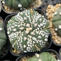 ราคา ขายส่ง แคคตัส กระบองเพชร แอสโตรไฟตั้ม 5 พูแทรก 5 พูซุปเปอร์ Astrophytum 5 rib fukuryo superkabuto ไม้เมล็ดทุกต้น ราคาถูก (18080561563)