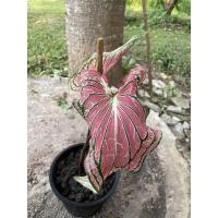 ราคา บอนสี ฮกหลง บอนโบราณ (11355747936)