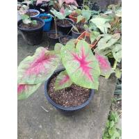 ราคา บอนสีเงาะถอดรูป (12620716037)