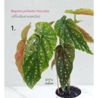 ราคา บีโกเนีย ลายจุด Polka dot begonia maculata บีโกเนีย มาคูลาต้า (10684291471)
