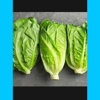 ราคา เมล็ดผักสลัดกรีนคอส200เมล็ด (23145120855)