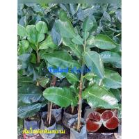 ราคา ต้นส้มโอทับทิมสยามเสียบยอด (8362340280)