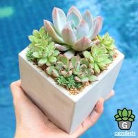ราคา Monna Bowlset succulents กุหลาบหินนำเข้า ไม้อวบน้ำ (7520213493)