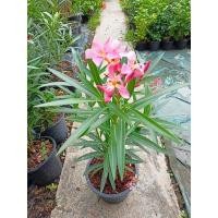ราคา ต้นยี่โถแคระยี่โถ ชื่อสามัญ Oleander, Sweet Oleander, Rose Bay (5067617163)