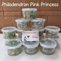 ราคา ไม้เนื้อเยื่อ พิงค์พริ้นเซส Philodendron Pink Princess กระปุก 10 ต้น (16008657161)