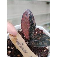 ราคา กวักมรกตดำด่างชมพูออกส้ม (23231579226)