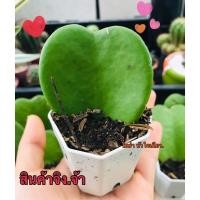 ราคา ต้นโฮย่า(หัวใจทศกัณฐ์) (5193741271)