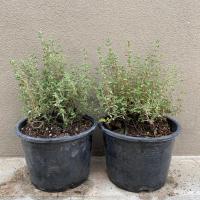 ราคา ต้นไทม์ (Thyme) ใบไทม์ พืชสมุนไพร เครื่องเทศคู่ครัวตะวันตก (6378693232)