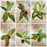 ราคา ต้นไม้มงคล เศรษฐีรับเงิน, คู่บัลลังค์ , มหาลาภ , บัลลังค์เงิน ,ลัคกี้เขียวมรกต , รวยล้นฟ้า #อโกลนีมา (10050448411)