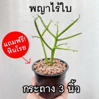 ราคา ต้นพญาไร้ใบ ต้นเขากวาง พร้อมกระถาง 3 นิ้ว ต้นไม้ฟอกอากาศ ต้นไม้ประดับ กิ่งสวย แข็งแรง Euphobia​ Tirucalli​ ต้นไม้มงคล (15933469070)
