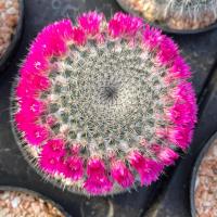 ราคา แมมแม่เฒ่า ไซส์แม่พันธ์ ต้องสะสม (3509070485)