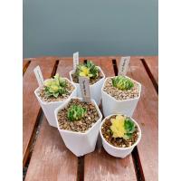 ราคา รวมมิตร น้องด่าง Haworthia (6953101167)