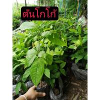 ราคา ต้นโกโก้ พันธุ์ชุมพร โกโก้ ไม้เศรษฐกิจ ต้นโกโก้เพาะเมล็ด สูง20-30 ซม. (18403793976)