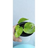 ราคา มอนสเตอร่า ไทยคอนด่าง (8688406889)