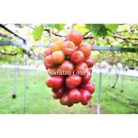 ราคา กิ่งองุ่นเสียบยอดองุ่นญี่ปุ่น รูปหัวใจ สายพันธุ์ My Heart ผลแดง หวาน ราคาสูง (18492867349)