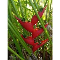 ราคา เฮลิโคเนีย บิ๊กบัด ก้ามปูแดง ดอกแดง ใหญ่ (20567086170)