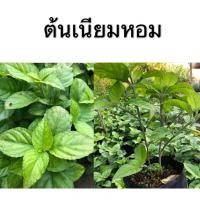 ราคา ต้นเนียมหอม #สมุนไพรไทย#กลิ่นหอมละมุน#เครื่องหอมไทย#เนียมหอม#น้ำหอม (3359221445)