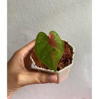 ราคา เบบี้นางไหมต้นละ450฿ (13512130953)