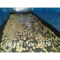 ราคา กระชังเลี้ยงกบขนาด2x6x1.20 (2941743655)