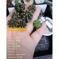 ราคา แคคตัส คุณพัด ขนนก ยิมโน (8279794679)