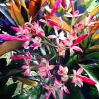 ราคา ต้นตีนเป็ดแดงขนาดความสูงประมาณ25-30เซนติเมตร (3766192598)