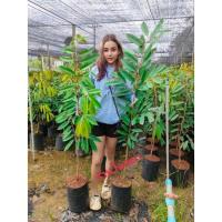 ราคา ต้นทุเรียนมูซังคิง สูง150-160ซม. (21052254123)