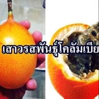 ราคา เมล็ดเสาวรสหวานโคลัมเบีย granadella เนื้อข้างในสีขาวรสชาติหวานหอมมากคล้ายลิ้นจี่ผสมน้ำผึ้งไม่ติดเปรี้ยว (6232368473)